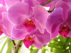 orchid growers