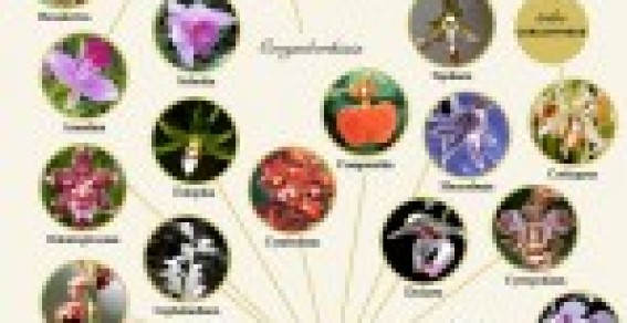 Awesome Orchid Identification Chart Orchid Care Zone