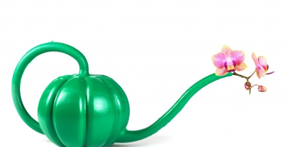 Orchid Care Zone Proven Tips And Strategies For Growing Orchids