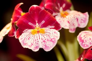Miltonia Orchids Tips