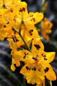 Odontoglossum Orchid Care