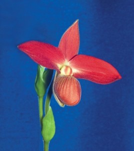 Phragmipedium Orchid Care