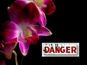 Orchid Care Warning Signs