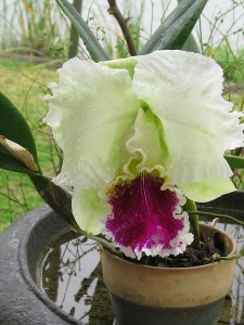 Orchid Care for Beginners