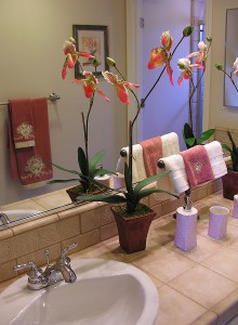 Orchid Blooming Information