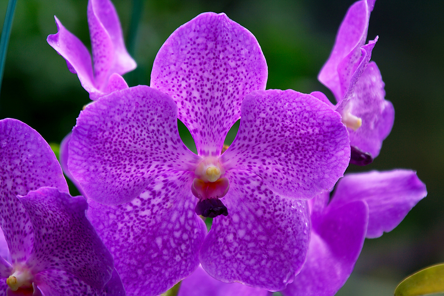 Vanda Orchids 5 Potting Tips Your Vandas Will Love Orchid Care Zone