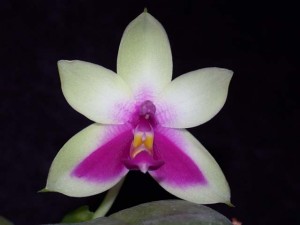 How to Get Phalaenopsis Orchids to Rebloom