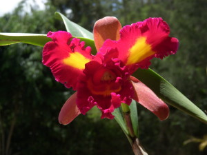One of Eduardo's Orchids