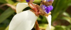 Pollinating Orchids