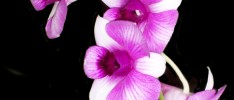 Orchid Growers
