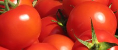 Shortage of Tomatoes in the Middle East