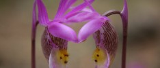 Pollenating Calypso Orchids