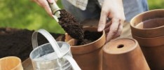 Pots, Potting Mixes and Fertilizer by Orchid Type