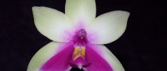 How to Get Phalaenopsis Orchids to Rebloom