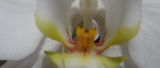 Esther’s Orchid 2