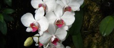 NK’s Orchids 6