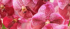 Vanda orchid bunch