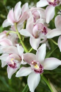 Growing Stunning Cymbidiums