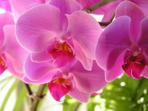 Moth Orchids