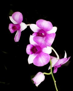 Orchid Growers