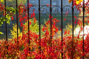 Wall Garden