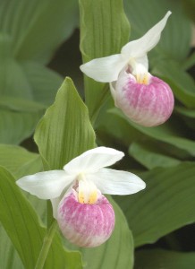 Pink Lady Slippers