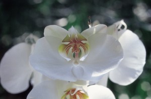 Orchid Care Tips