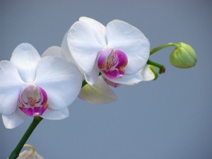 Repotting Orchids