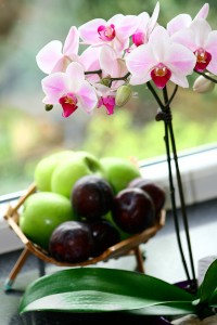 Phalaenopsis Orchid Care