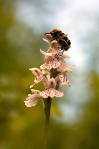 Insect Pollinating Orchids