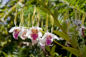 Orchid Plant in the Wild