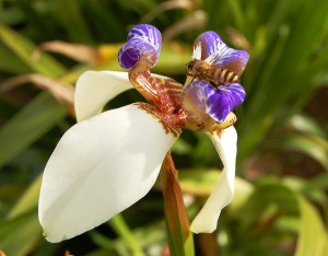 Pollinating Orchids