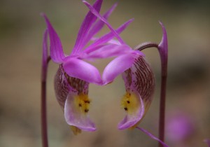 Pollenating Calypso Orchids