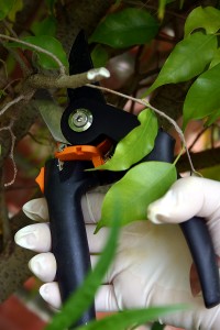 Pruning Orchids