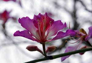 Hong Kong Flower