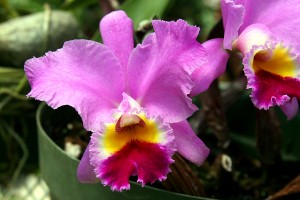 Cattleya Orchid Care