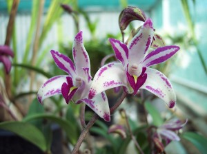 Dendrobium Orchid Care