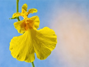 Oncidium Orchid Care