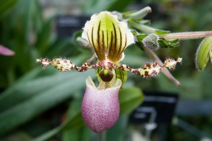 Paphiopedilum Orchid Care