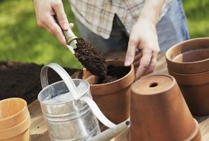 Repotting Orchids