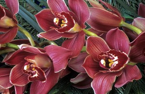 How to solve cymbidium problems