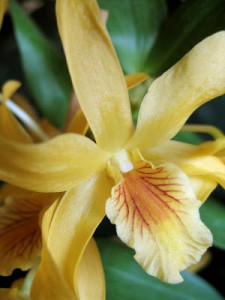 Dendrobium Orchid