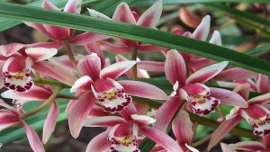 Cymbidium from Tiare