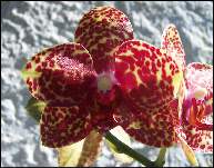 Phalaenopsis from Tiare