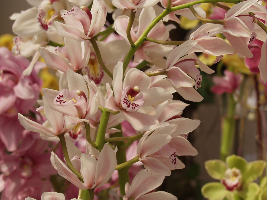 How to Get Your Cymbidium Orchids to Rebloom Orchid Care Zone