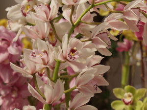 Reblooming Cymbidium Orchids