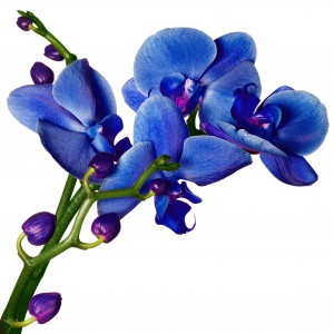Blue-Orchid