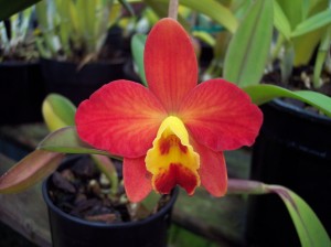 Cattleya-Orchid