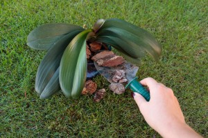 Repotting-An-Orchid