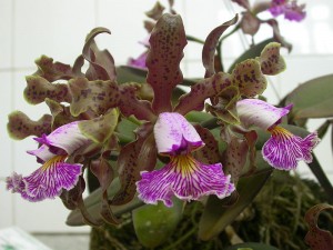 Cattleya_schilleriana